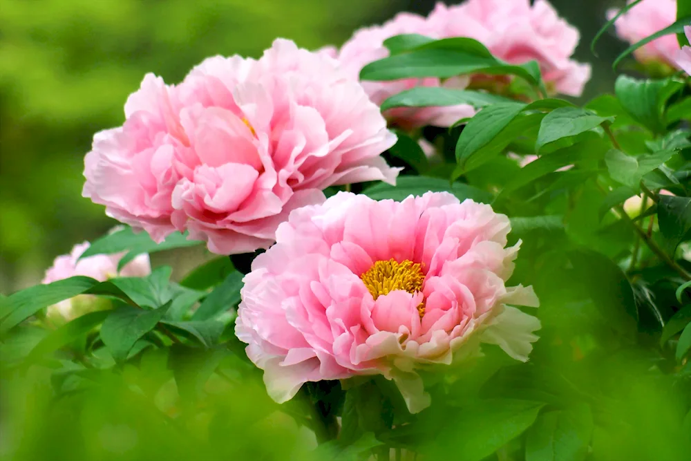 Pion Peony Pink