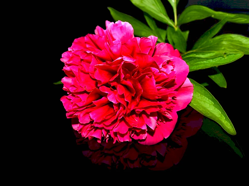 Splendid Cornelia peonies