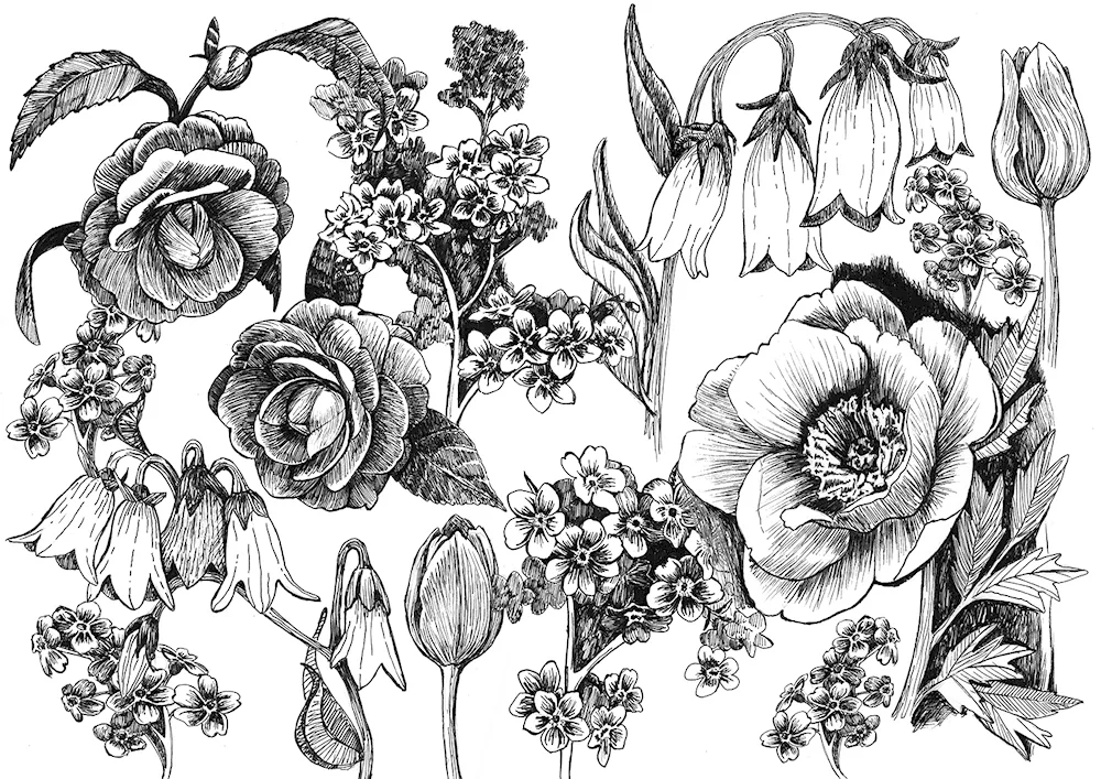 Flowers drawing