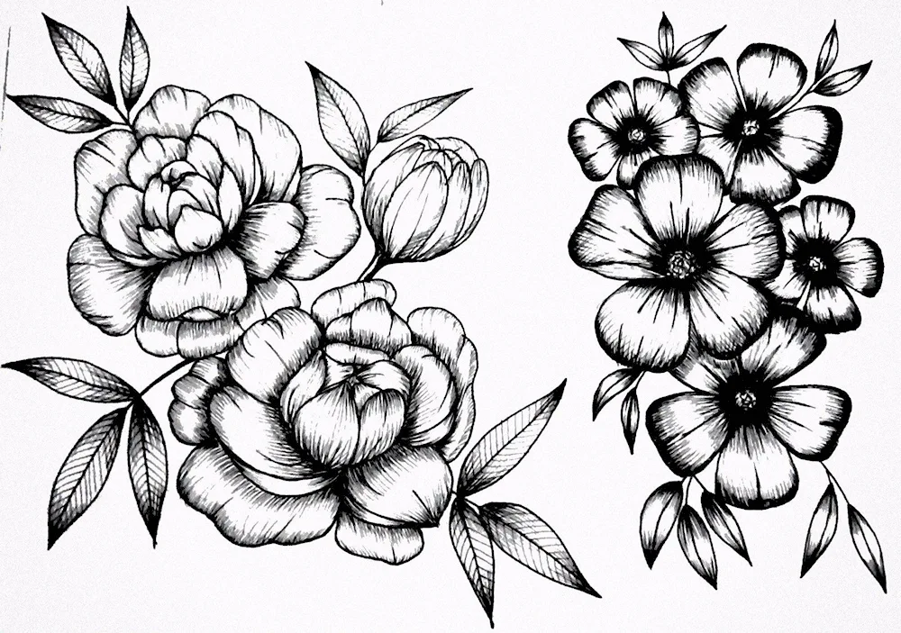 Flowers sketches