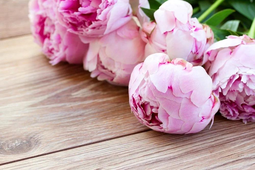 Piñon Pink Peony