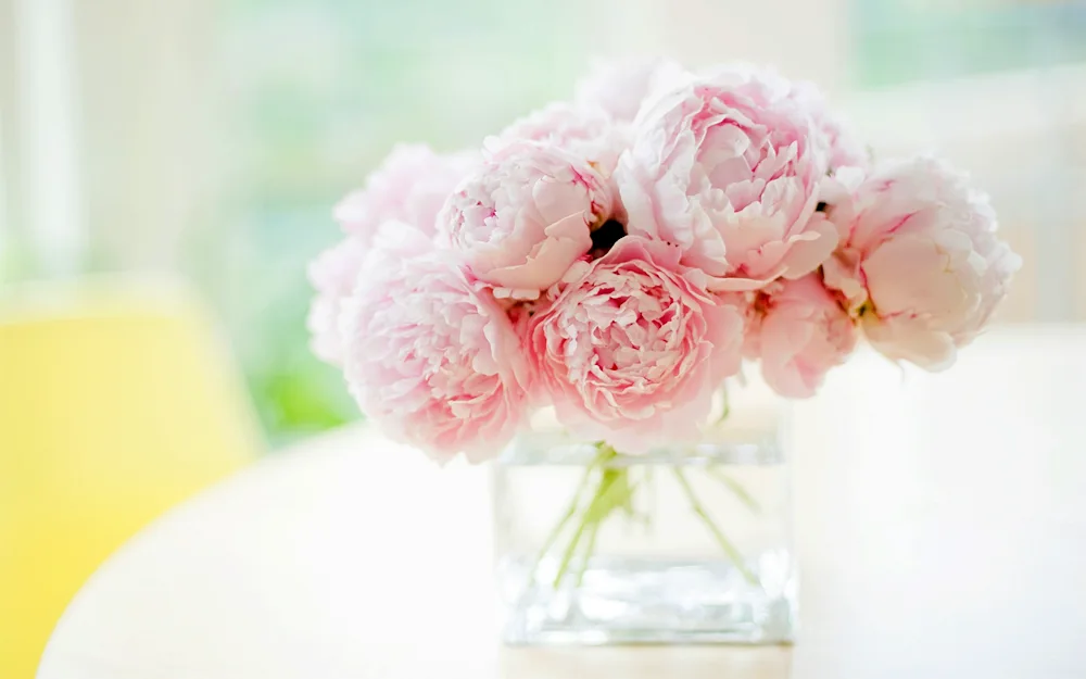 Peony Pink Peony Pink