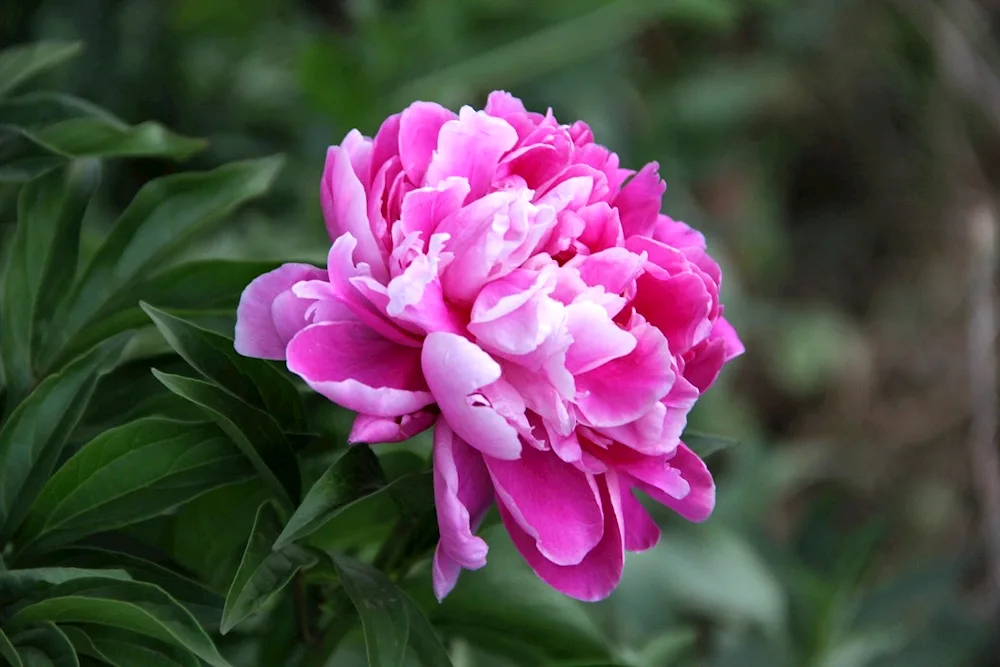 Peony Peony Pink