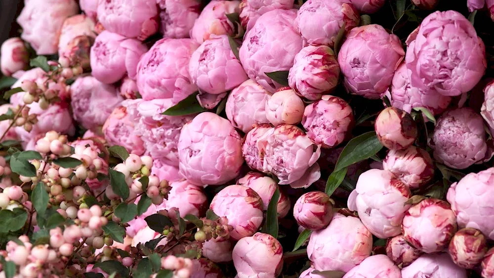 Peony Pink