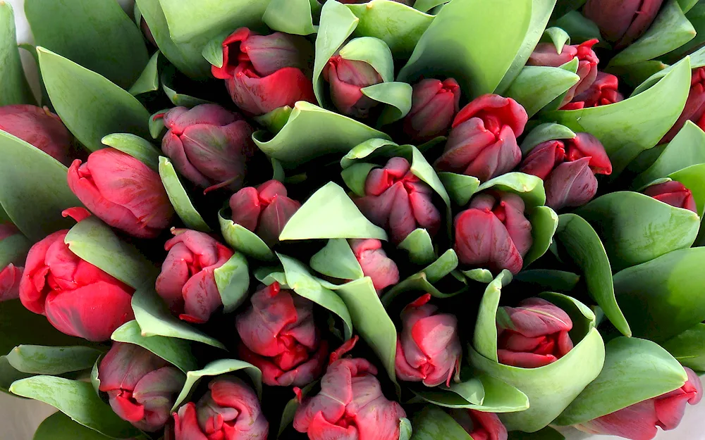 Tulip Brigitta