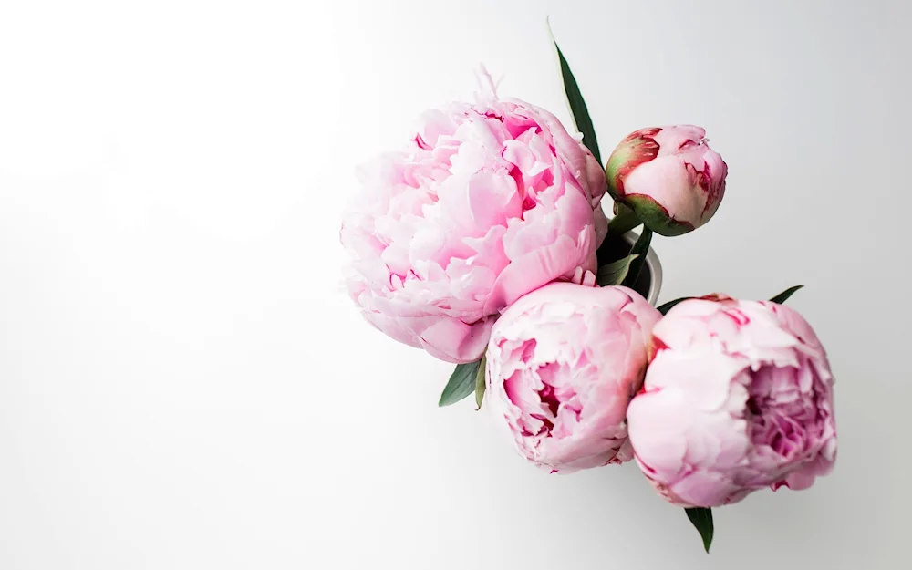 Peony 8k