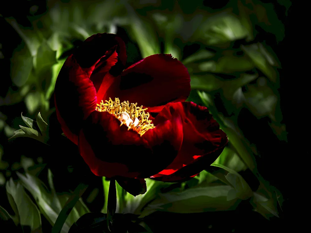 Burgundy peonies