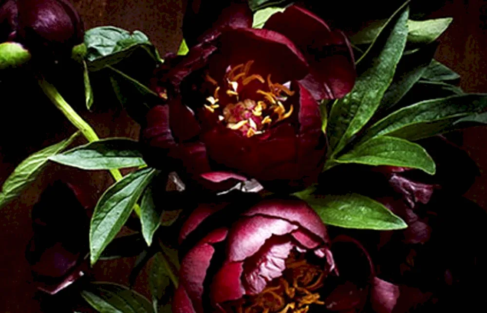 Peony burgundy