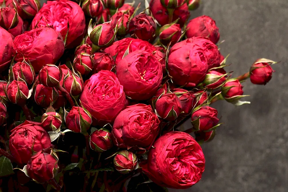 Burgundy peonies