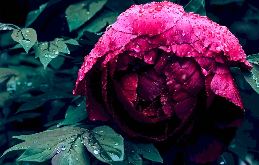 Burgundy peonies