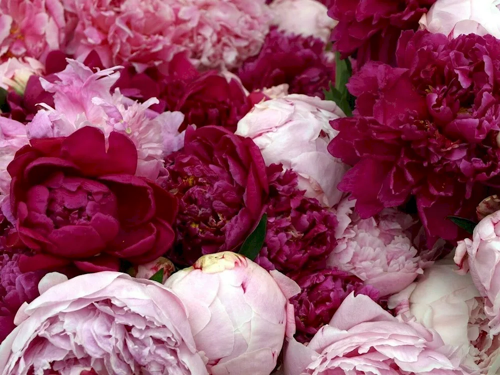 Peony Burgundy