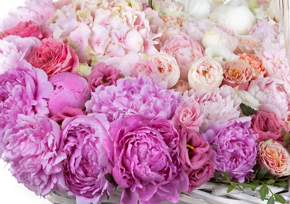 Peonies and peony roses