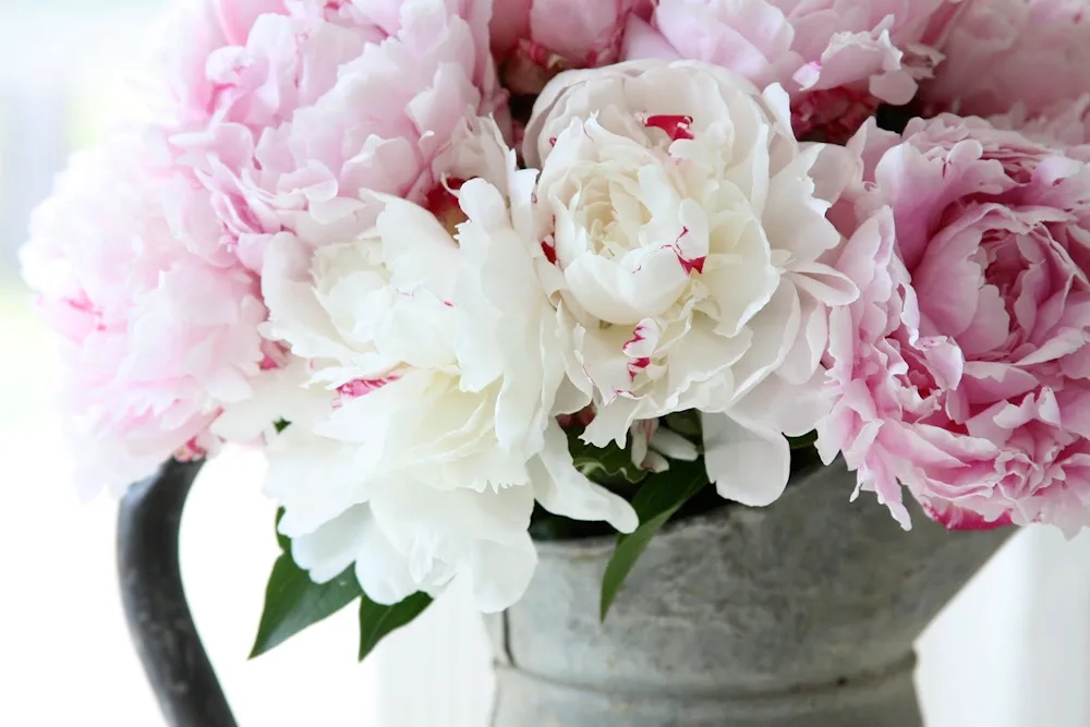 White peonies