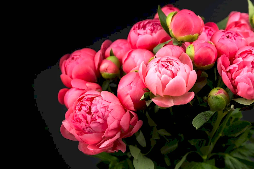 Peony rose-shaped