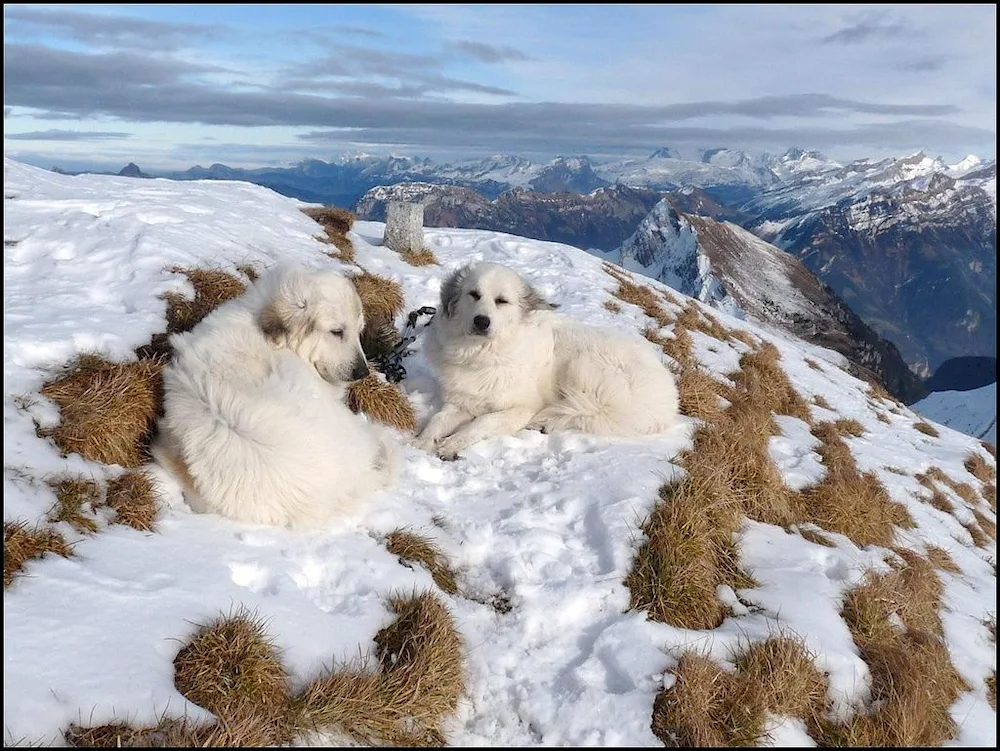 Maremma dog. Abruzzese sheepdog