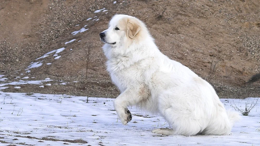 Pyrenean Mountain Sheepdog