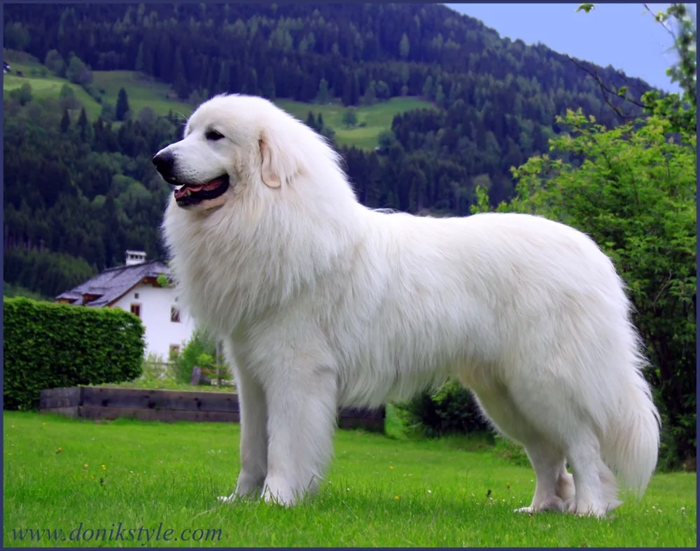 Pyrenean Mountain sheepdog