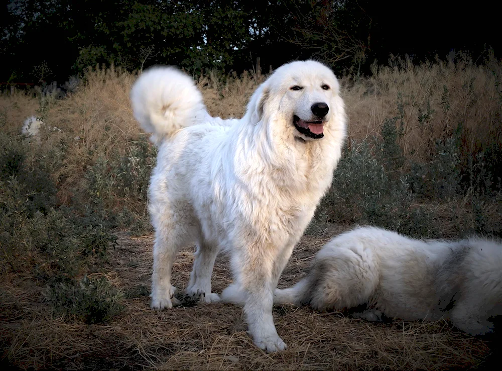 Pyrenean Mountain sheepdog