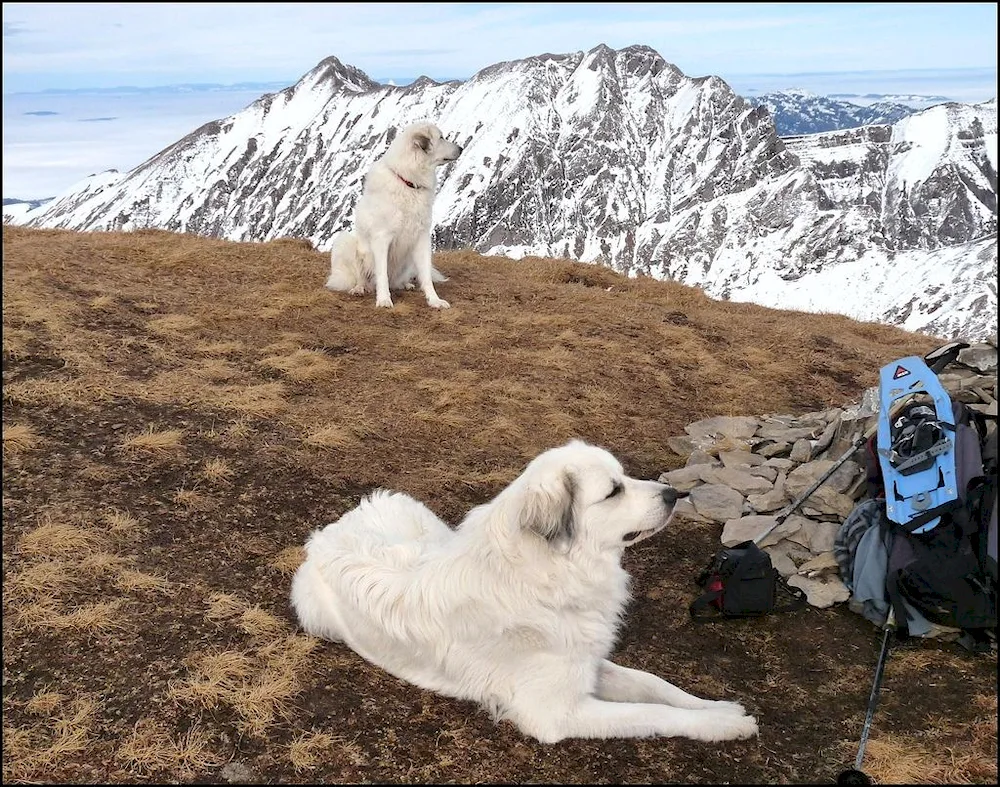 Pyrenean Mountain sheepdog