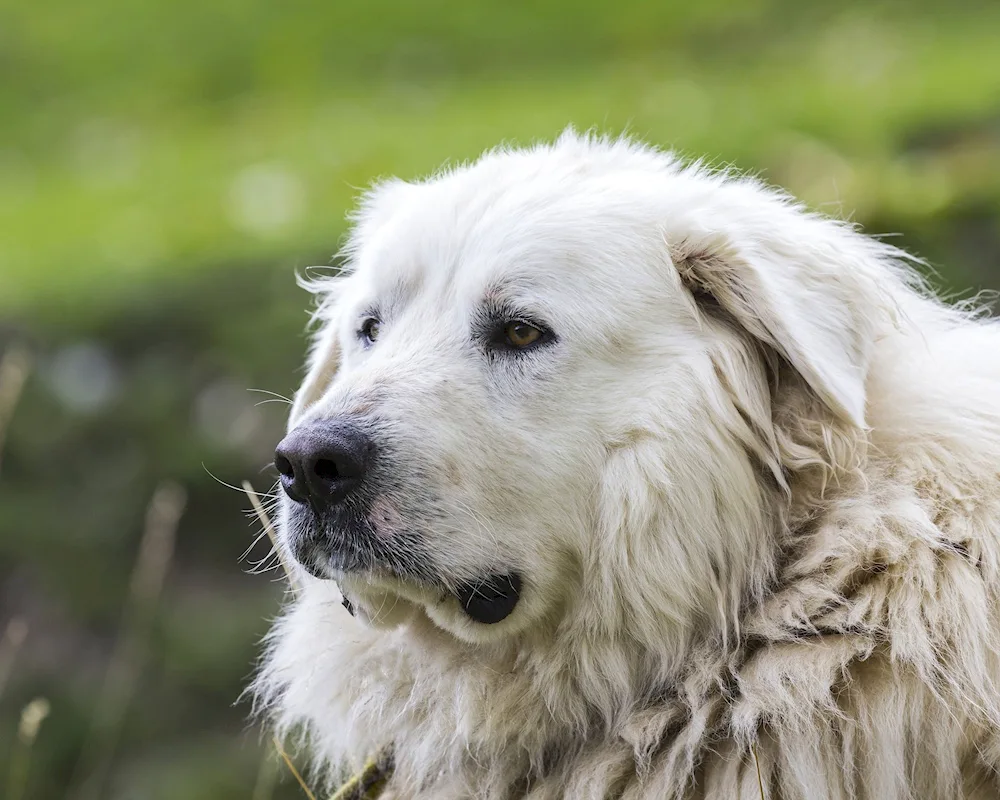 Pyrenean Mountain sheepdog