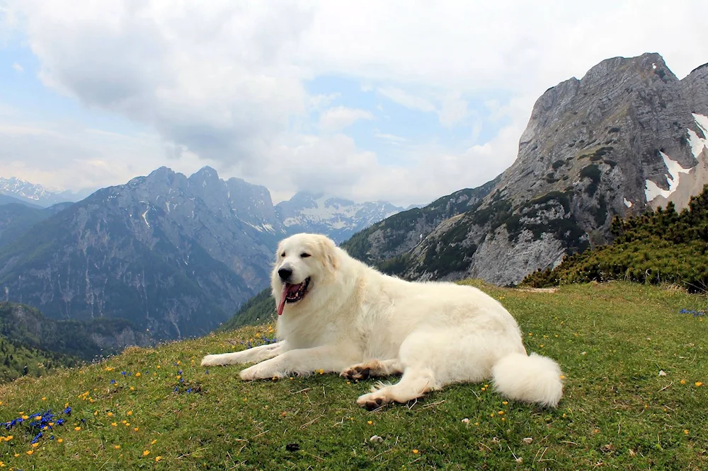 Pyrenean Mountain sheepdog