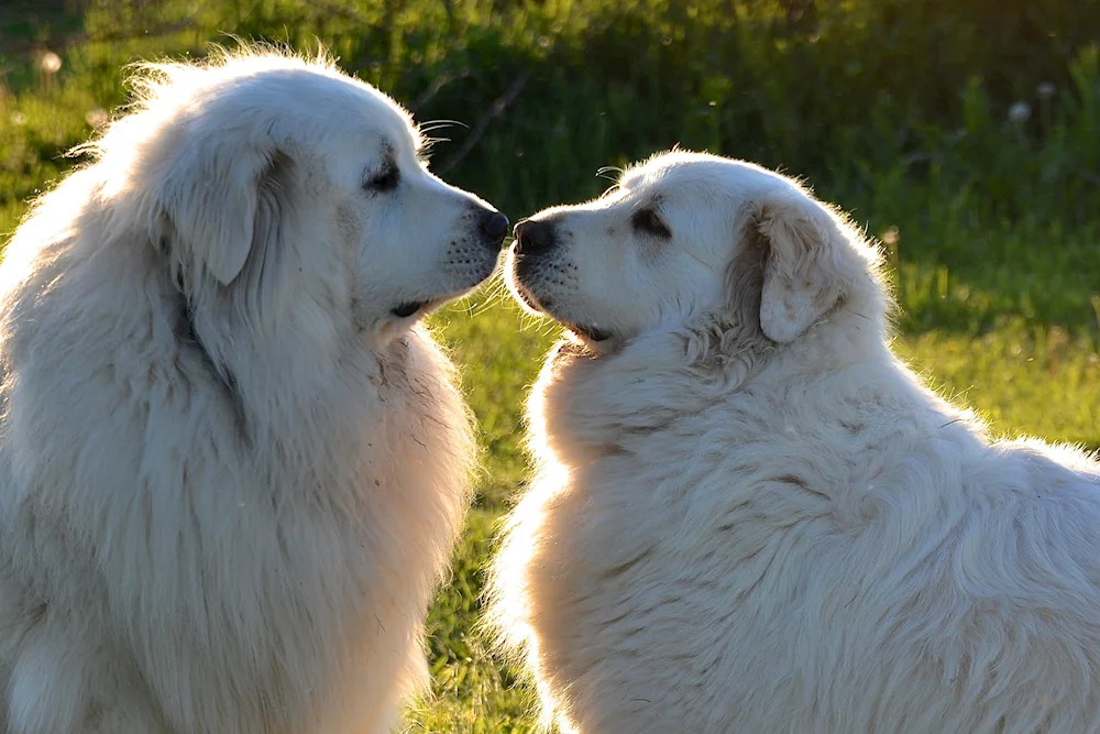 Pyrenean Mountain sheepdog