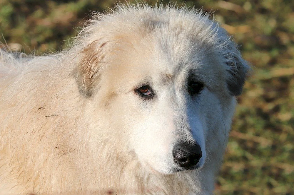 Pyrenean Mountain sheepdog