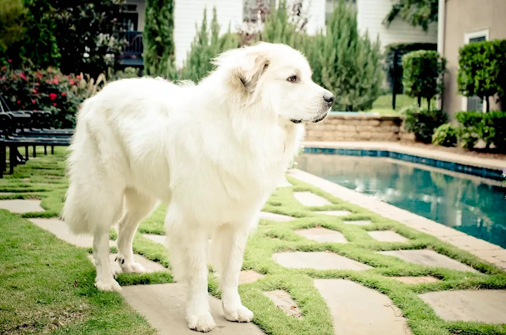 Pyrenean Mountain sheepdog