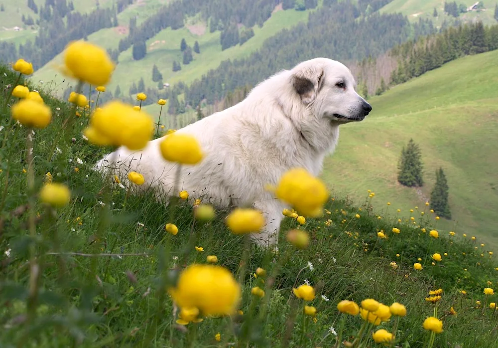 Pyrenean Mountain sheepdog