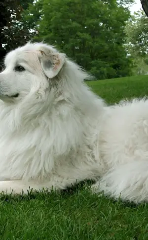 Pyrenean Mountain Sheepdog