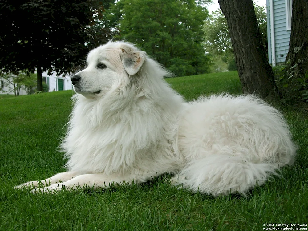 Pyrenean Mountain Sheepdog