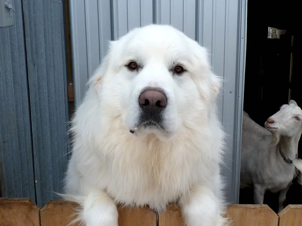 Pyrenean Mountain sheepdog