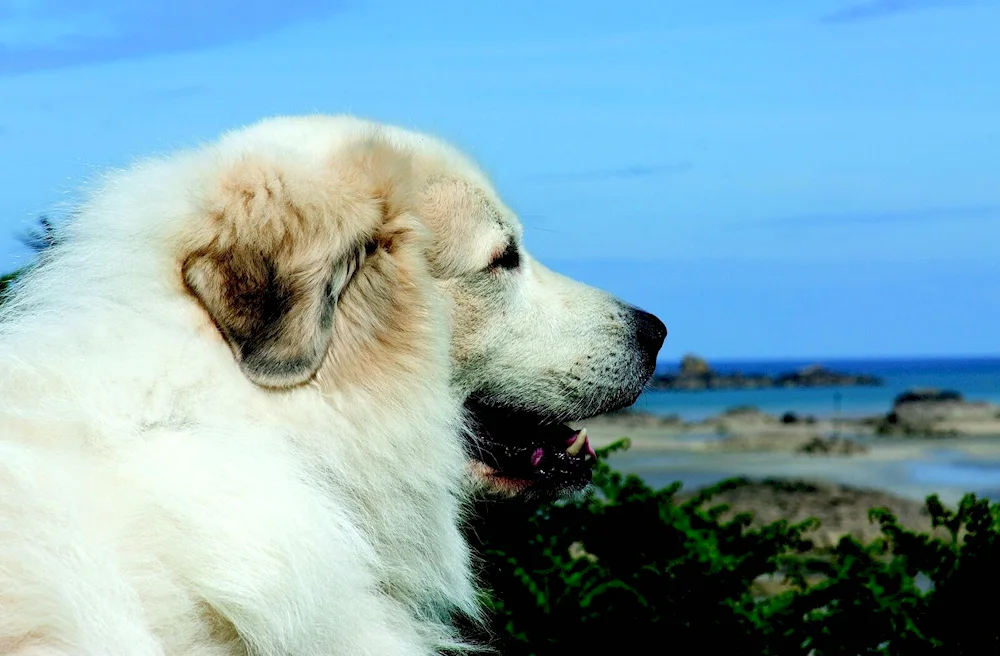 Pyrenean Mountain sheepdog