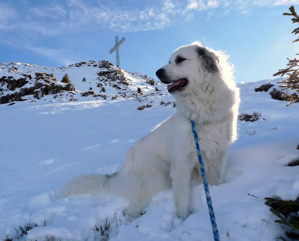 Pyrenean Mountain sheepdog