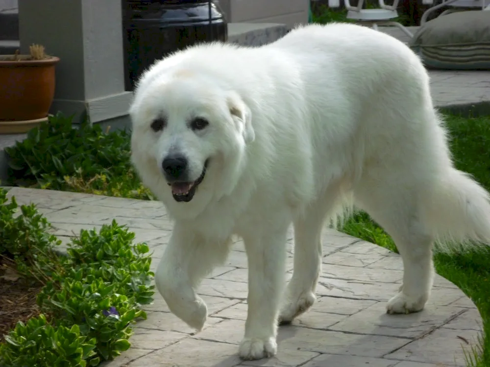 Pyrenean Mountain Shepherd