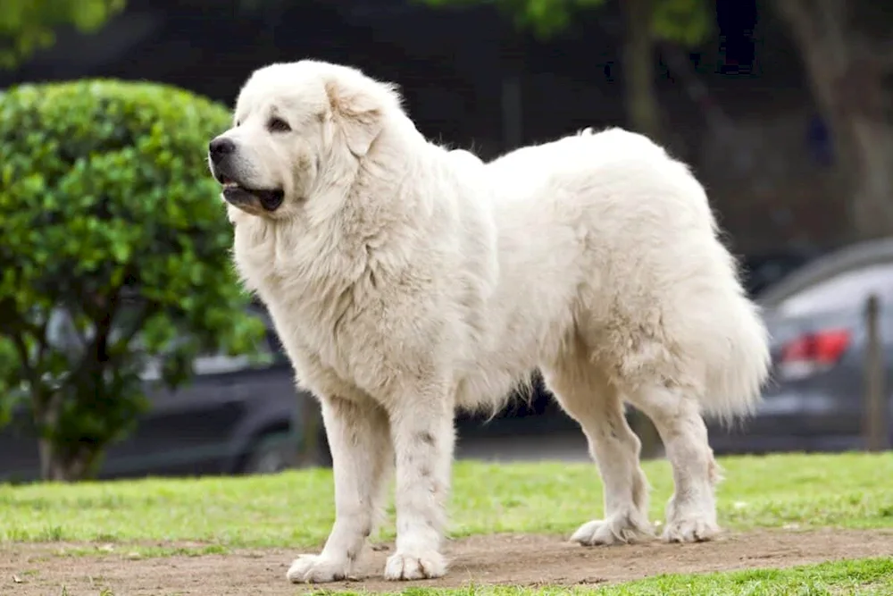 Samoed dog breed