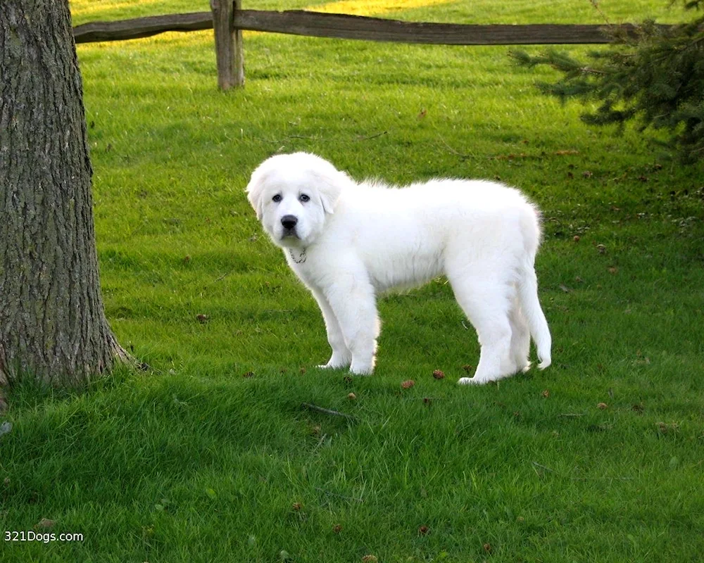 Maremma dog. Abruzzese Shepherd