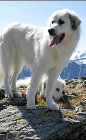 Pyrenean Mountain Sheepdog