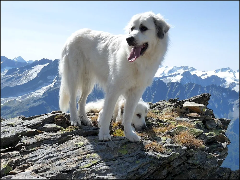 Pyrenean Mountain Sheepdog