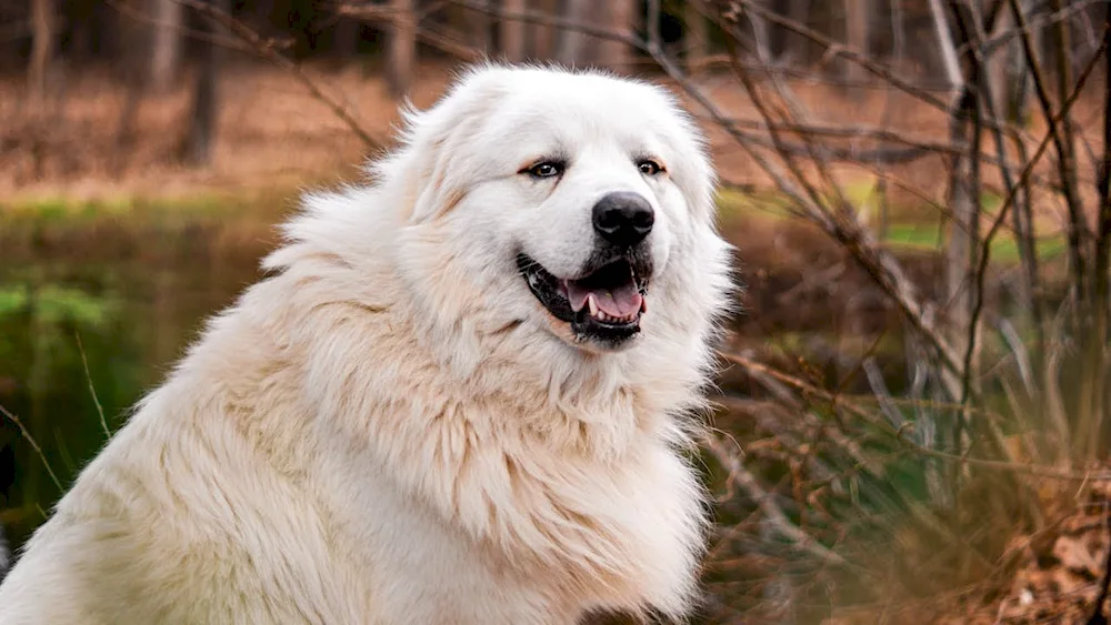 American-Canadian White Shepherd