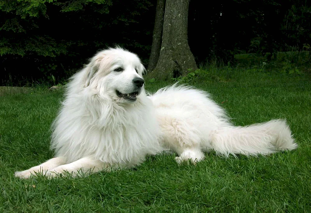 Pyrenean Mountain Sheepdog