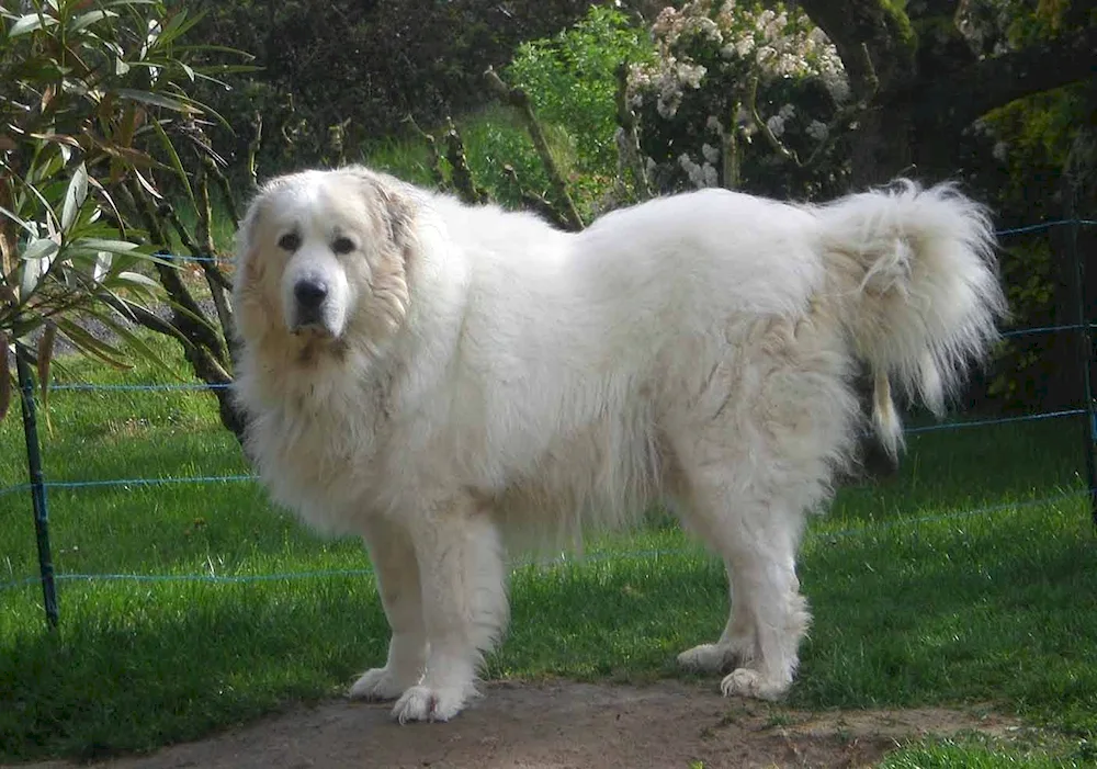 Pyrenean Mountain Sheepdog