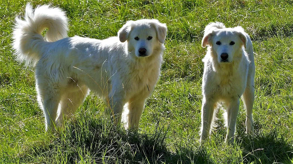 Pyrenean Mountain Sheepdog