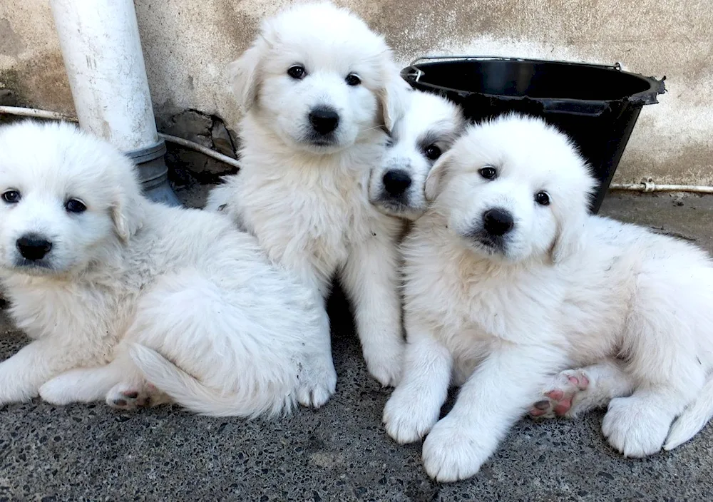 Pyrenean Mountain Sheepdog