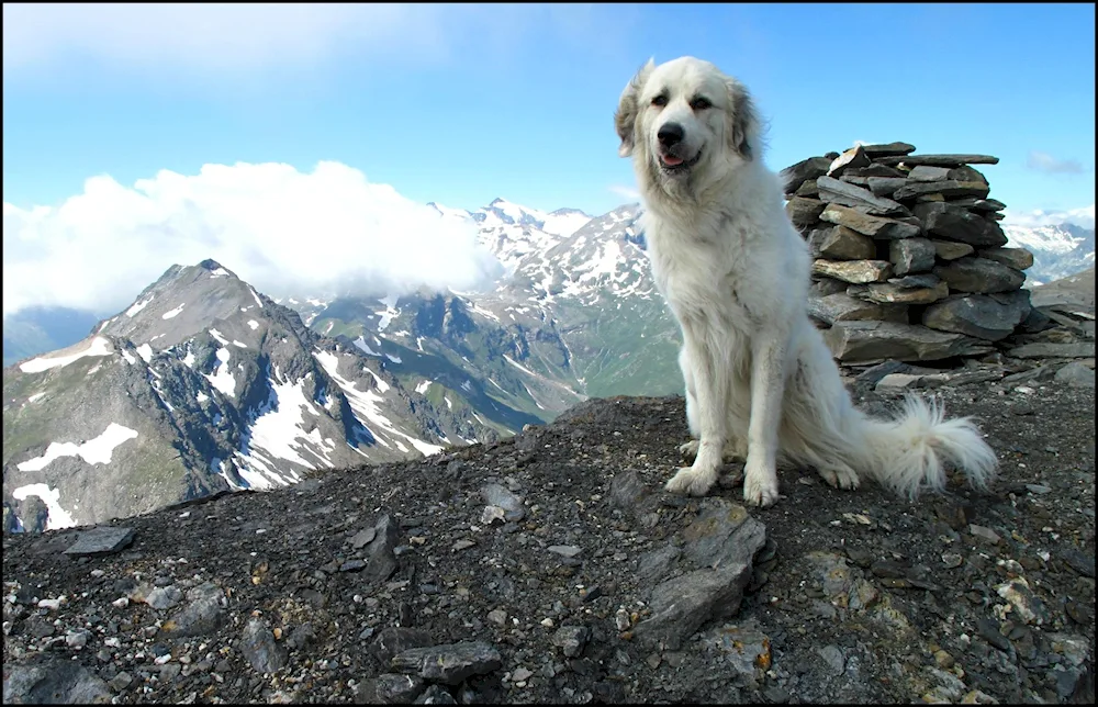 Pyrenean Mountain Sheepdog