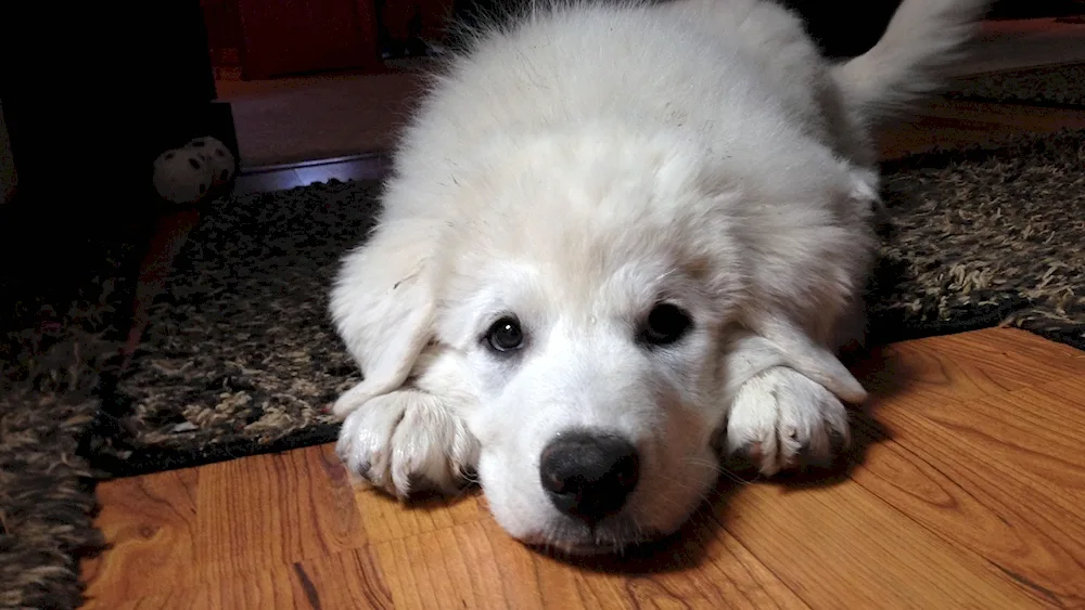 Pyrenean Mountain dog puppies