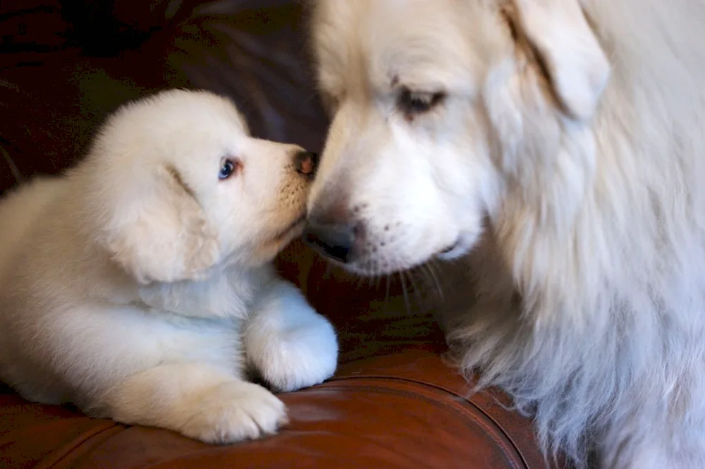 Pyrenean Mountain sheepdog. dog puppies