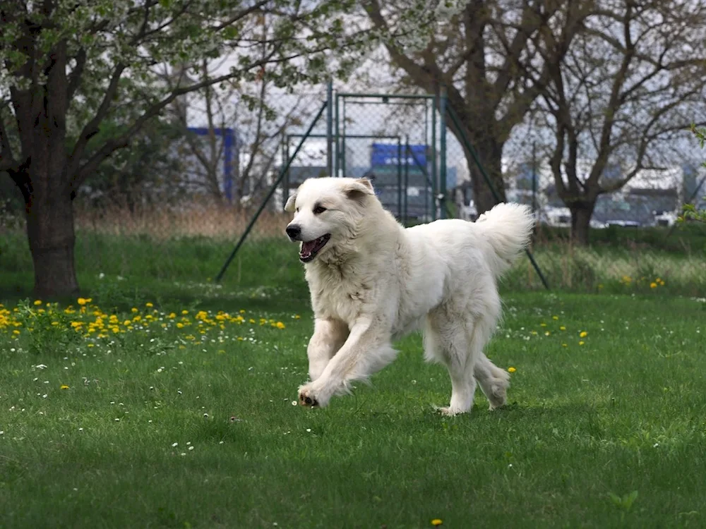 Pyrenean Mountain sheepdog