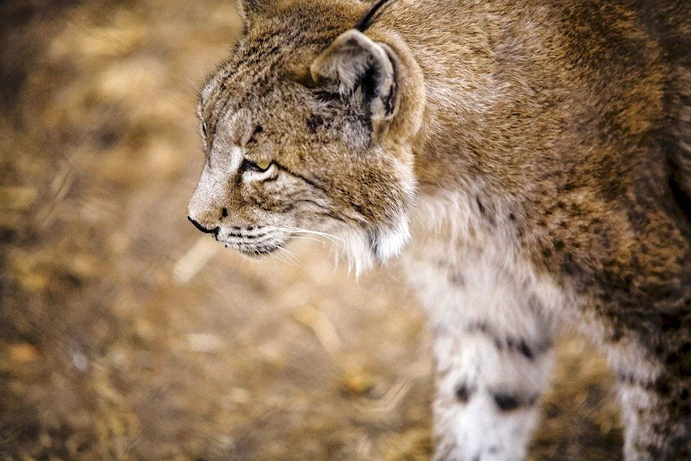 Pyrenean lynx