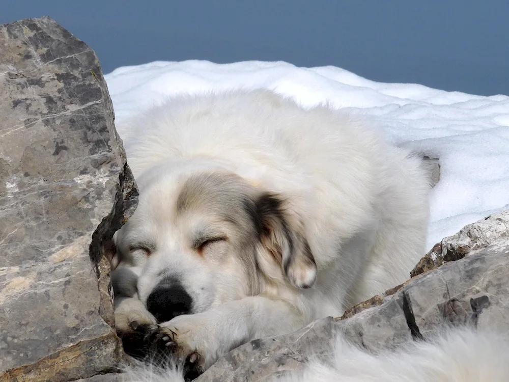 Pyrenean mastiff